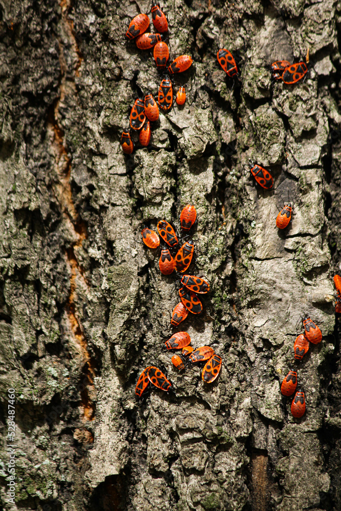 Pyrrhocoris apterus.Bug-soldier, wingless red-bug. a colony of bedbugs on a tree trunk Pyrrhocoris apterus.Bug-soldier, wingless red-bug. a colony of bedbugs on a tree trunk