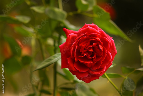 red rose in garden