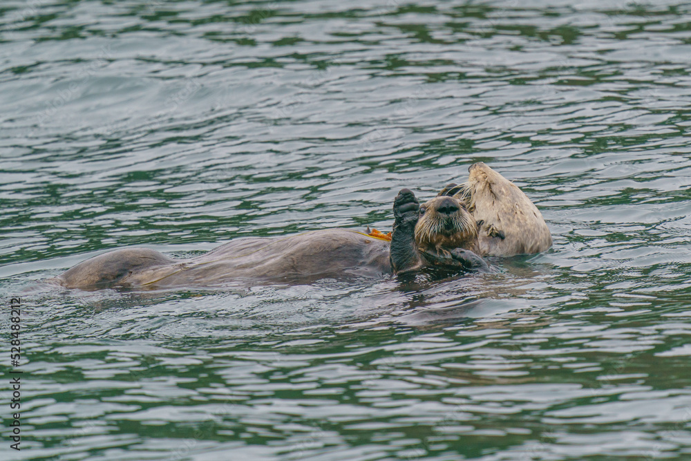 Fototapeta premium 野生のラッコ 北海道根室・落石ネイチャークルーズ