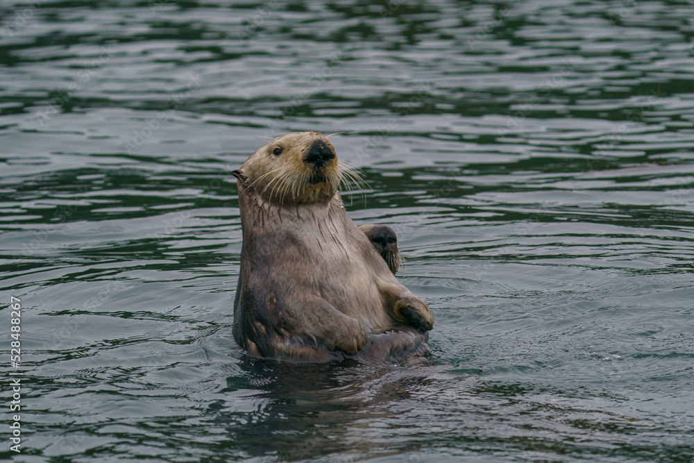 野生のラッコ　北海道根室・落石ネイチャークルーズ