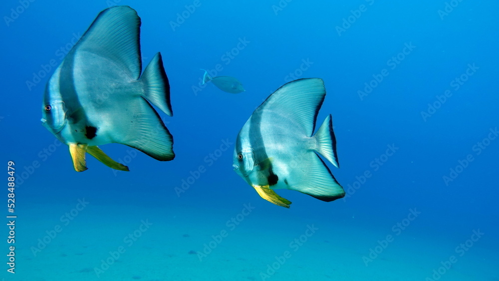 Obraz premium Fish - a type of bone fish Osteichthyes. Plataks - Ephippidae Blue Plataks.