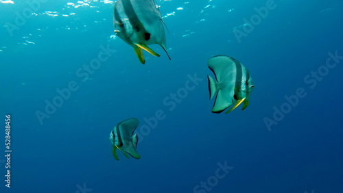 Fish - a type of bone fish Osteichthyes. Plataks - Ephippidae Blue Plataks.