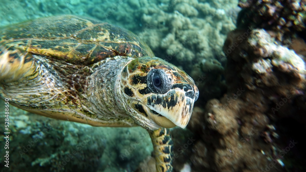 Fototapeta premium Hawksbill sea turtle (CR species) Hawksbill Turtle - Eretmochelys imbricata.
