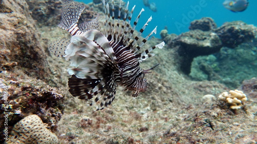 Lion Fish in the Red Sea in clear blue water hunting for food .