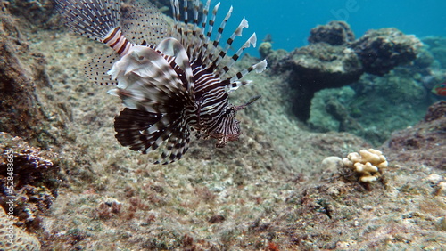 Lion Fish in the Red Sea in clear blue water hunting for food .  