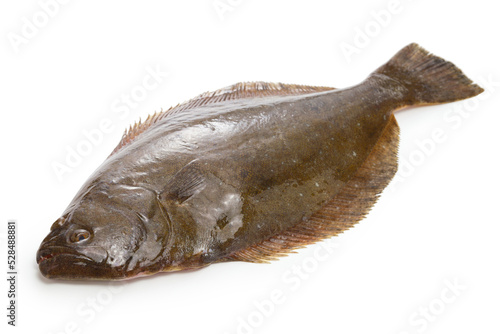 Murais de parede Hirame ( Japanese halibut ) isolated on white background
