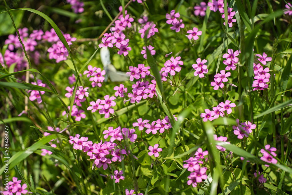 初夏の緑の草むらから、小さなピンクの花が一斉に存在感を示す 初夏の緑の草むらから、小さなピンクの花が一斉に存在感を示す