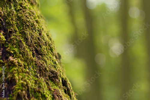 Green moss on a tree trunk in the forest. The beauty of the wild. Close up photography. Calm relaxing background