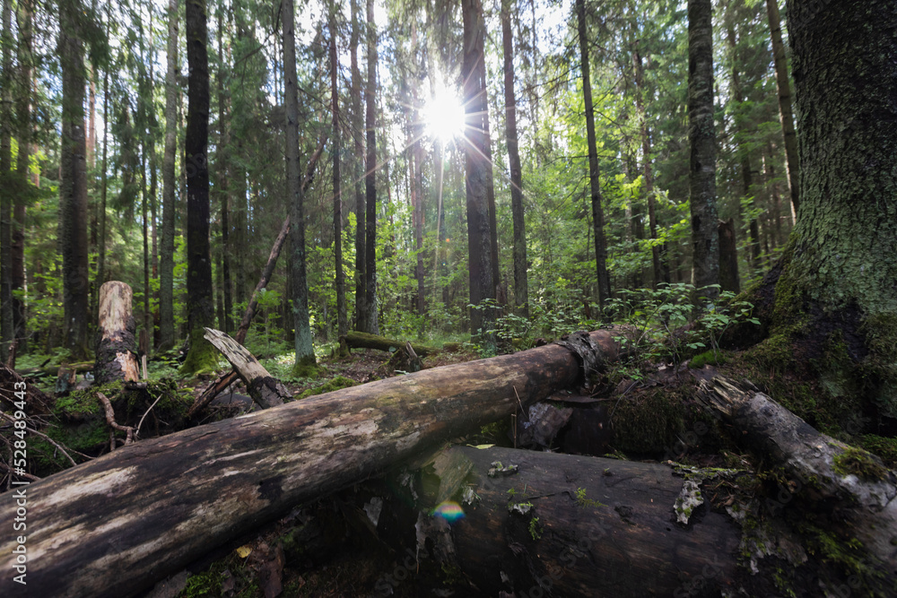A beautiful forest landscape with a view of fallen trees and the sun breaking through the branches. A beautiful forest landscape with a view of fallen trees and the sun breaking through the branches.
