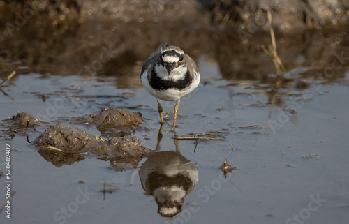 Little Ringed Plover looking for food in the water. © photonewman