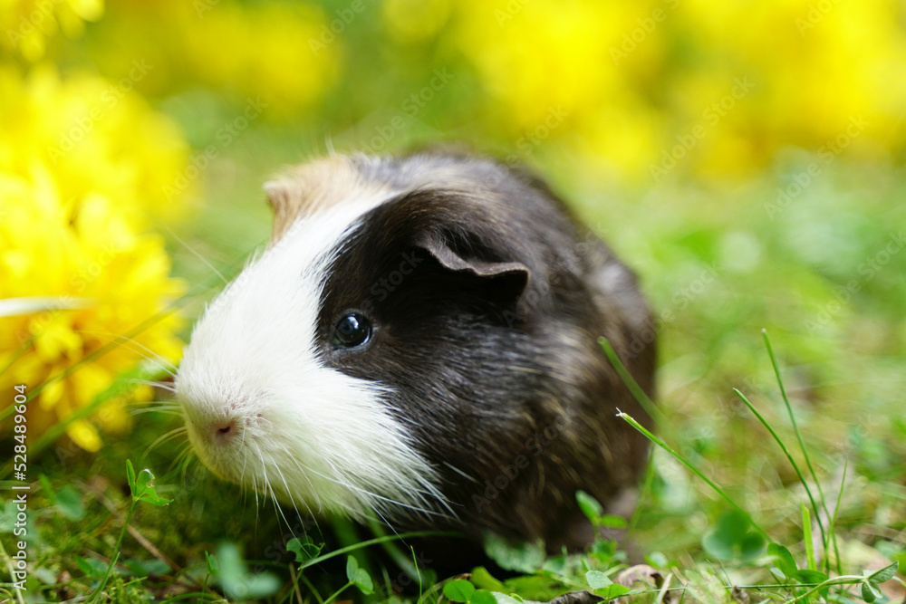 Guinea pig in grass and yellow flowers Guinea pig in grass and yellow flowers