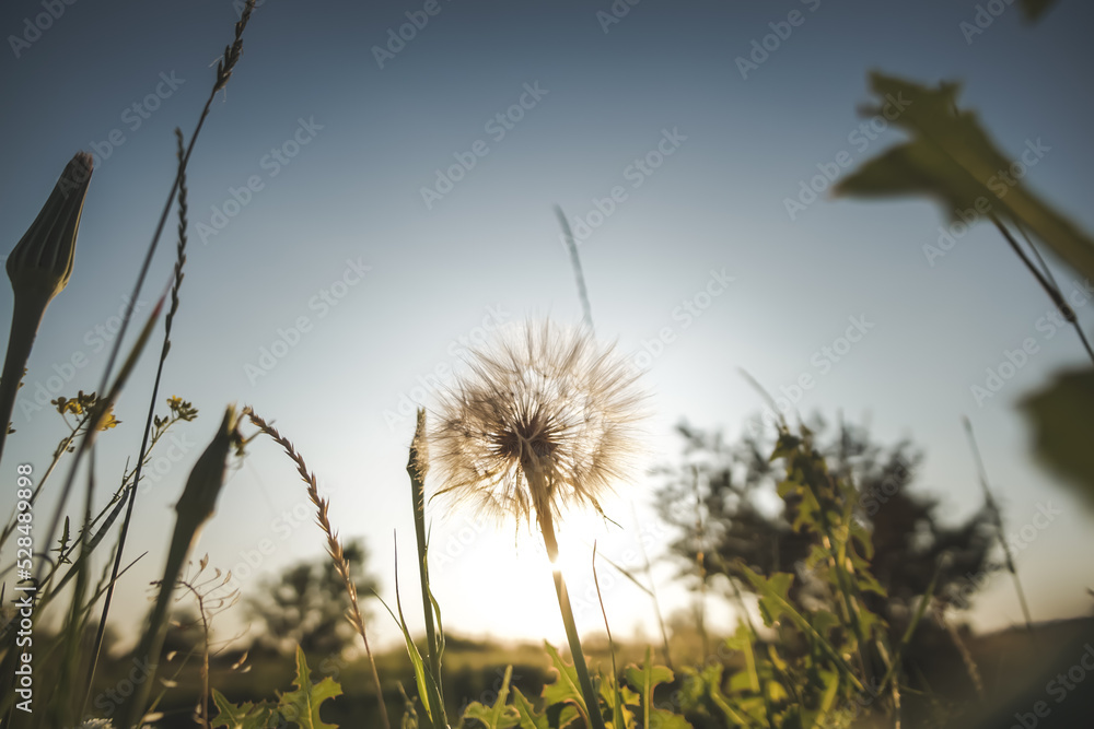 Evening field dandelion in the foreground against the backdrop of a sunset in a wild field