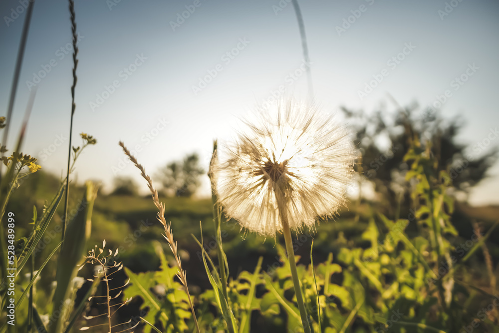 Field dandelion is illuminated by the rays of the setting sun