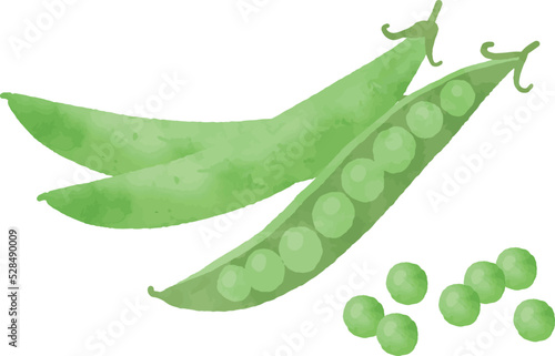 えんどう豆のイラスト