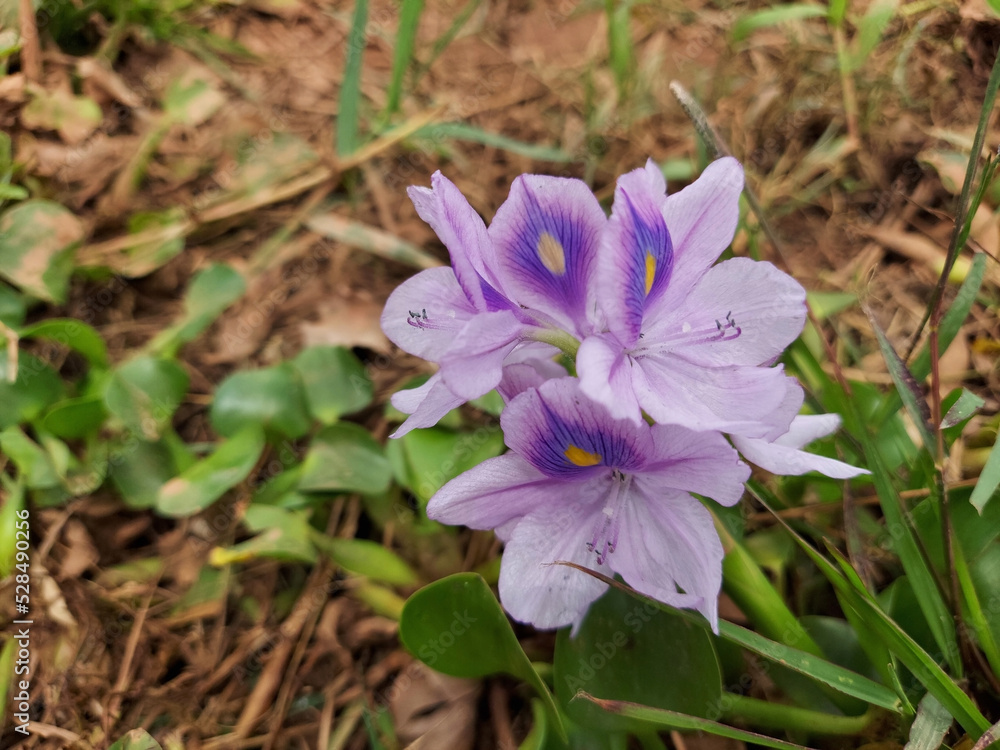 close up view of common water hyacinth close up view of common water hyacinth