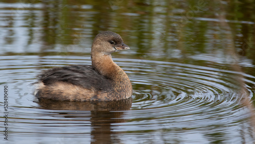 Pied-billed grebe