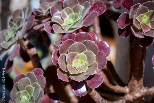 AEONIUM arboreum Atropurpureum en gros plan photo