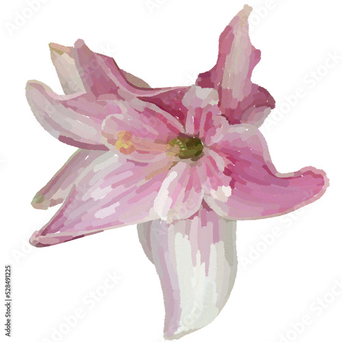 Realistic illustration of flower. Depiction of pink plant. Decoration for cards, invitations. Floral.