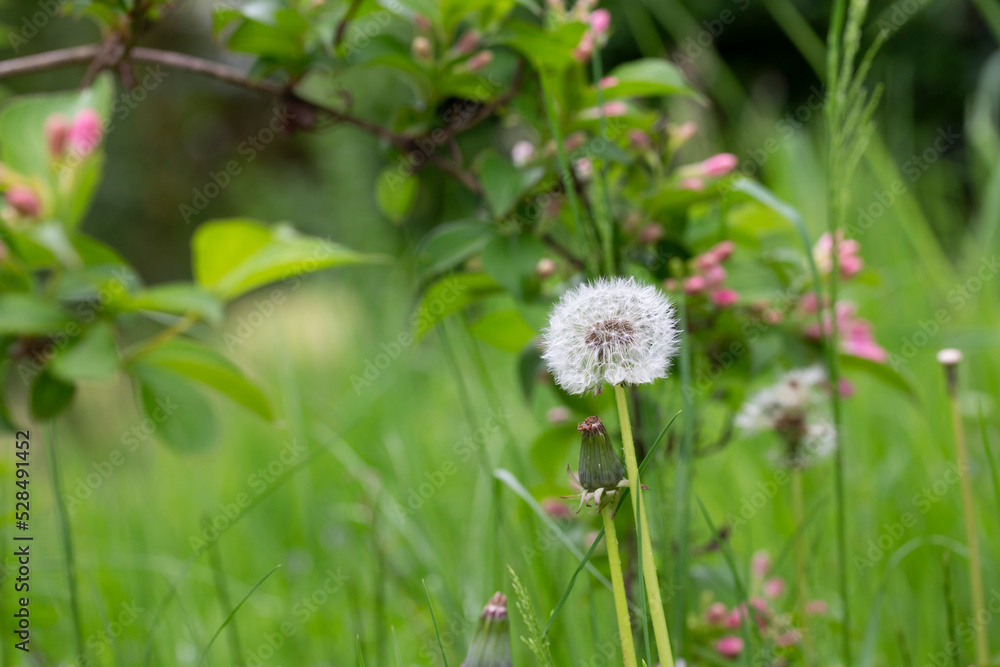 Closed Bud of a dandelion. Dandelion white flowers in green grass. Closed Bud of a dandelion. Dandelion white flowers in green grass.