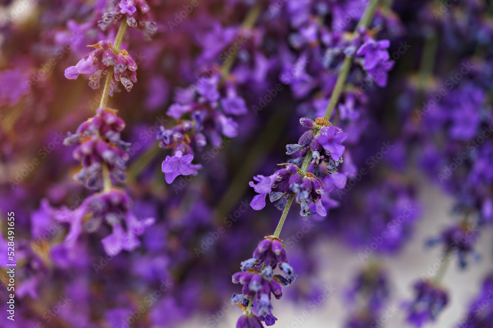 Fototapeta premium Close up of lavender flowers studio shot