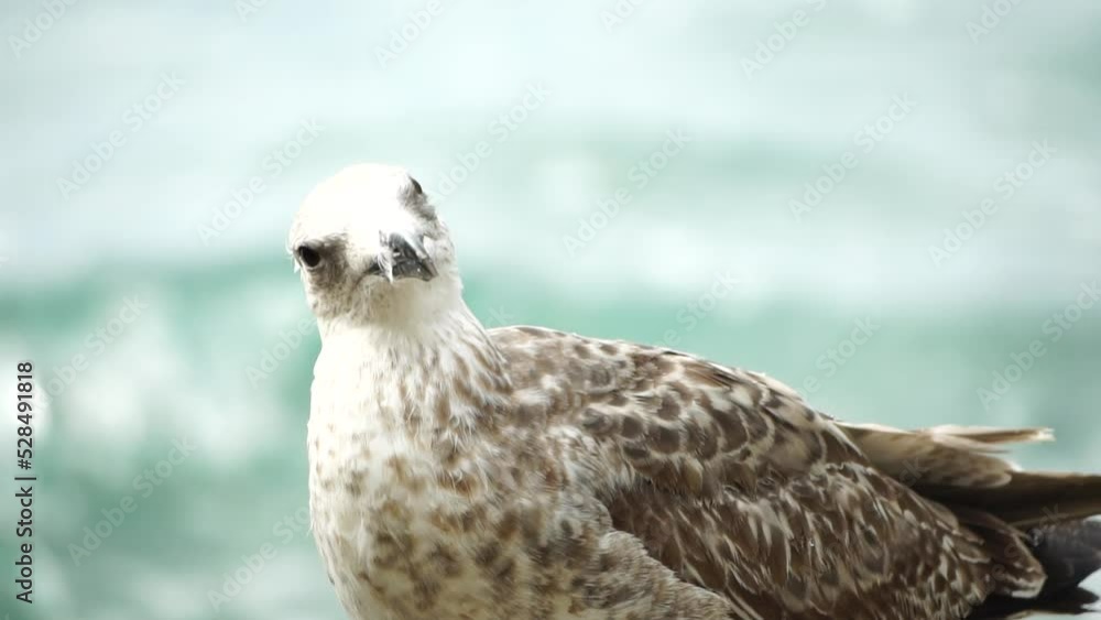Seagull on the background of the sea close-up. A young seagull looks into the camera and tilts its head.