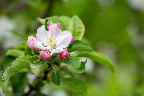 Fototapeta Naklejka Na Ścianę i Meble -  tree - apple trees blossomed, close-up of white and pink flowers of a fruit tree on a branch on a blurred background