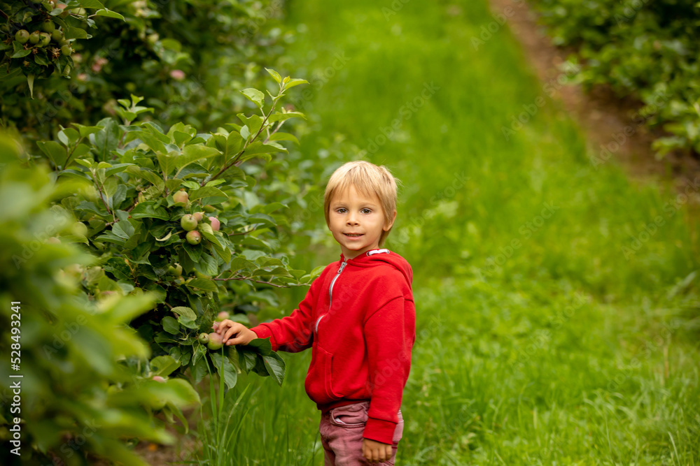 Apple tree plantations in Norway, summertime, child checking the apples Apple tree plantations in Norway, summertime, child checking the apples