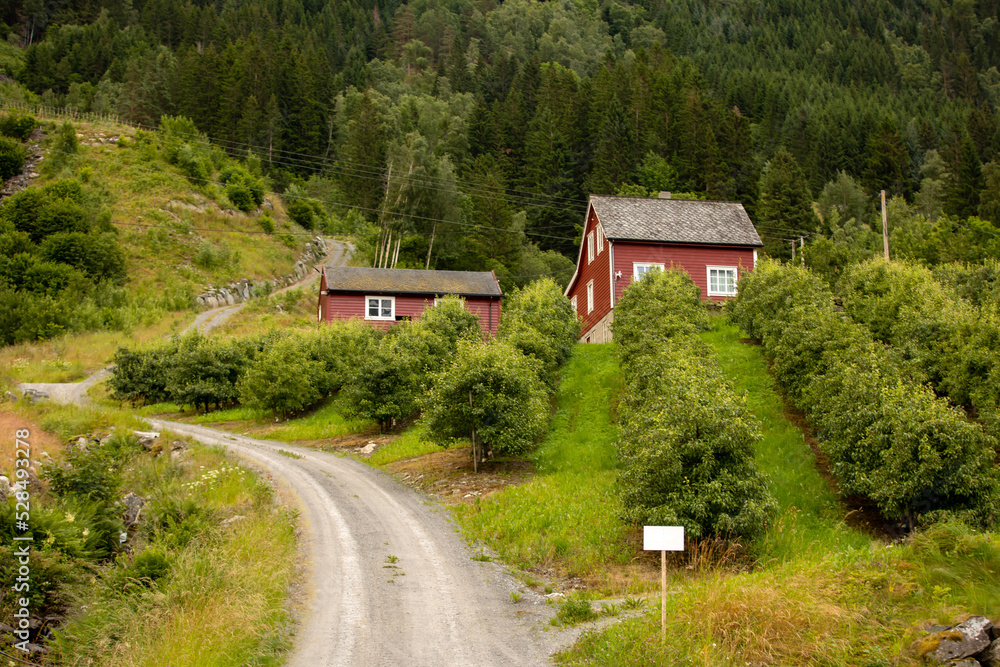 Fototapeta premium Apple tree plantations in Norway, summertime, child checking the apples