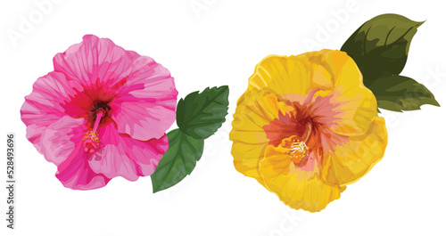 hibiscus vector illustration