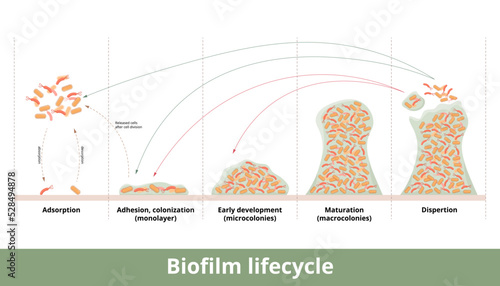 Biofilm formation. Process of biofilm formation with mechanics of its development and growth. Stages include first contact, strong adhesion, formation of monolayer, colonies and dispertion. photo