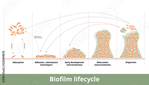 Biofilm formation. Process of biofilm formation with mechanics of its development and growth. Stages include first contact, strong adhesion, formation of monolayer, colonies and dispertion.