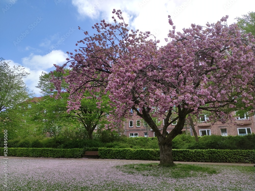 Obraz premium blooming cherry tree in spring