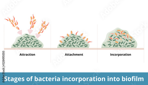 Stages of bacteria incorporation into biofilm.	Process of bacteria addon to formed colony and biofilm. Three stages of incorporation: attraction, attachment, and incorporation. Growth of biofilm. photo