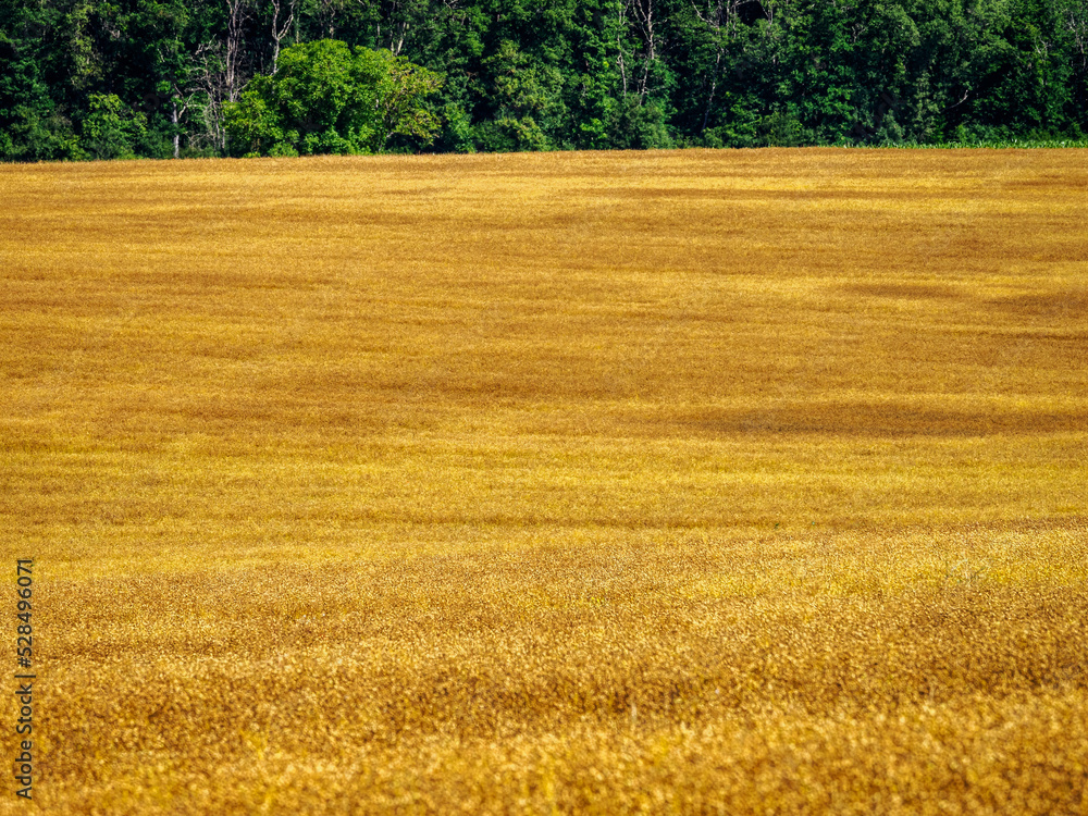 champs de blé à Bouges-le-château dans l'Indre en France