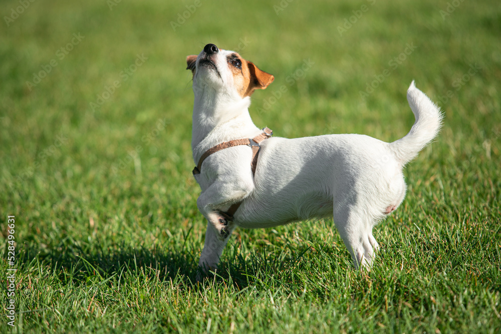 Beautiful doggy, funny puppy of Jack Russell Terrier playing on green grass at public park in spring sunny day. Concept of animal life, vet, health, ad.
