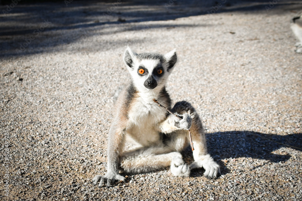Fototapeta premium Lemur Kata is sitting on the floor and looking in the lens.