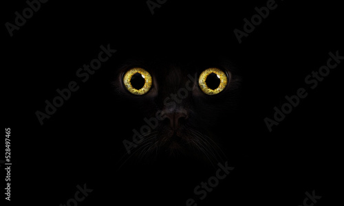 Cat's eyes in the dark. Yellow eyes lurking on black background. Feline look
