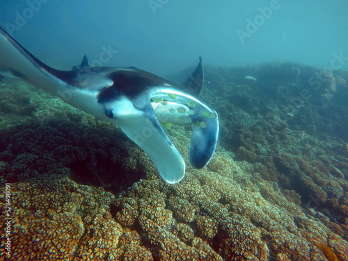 Manta ray feeding on a reef in the Yasawa Islands of Fiji, in the South Pacific