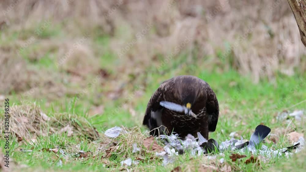 Common buzzard sitting in a forest meadow and pluck a dead wood pigeon, february, north rhine westphalia, birds of prey, (buteo buteo), germany Common buzzard sitting in a forest meadow and pluck a dead wood pigeon, february, north rhine westphalia, birds of prey, (buteo buteo), germany