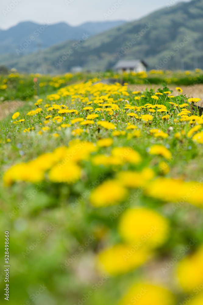 Fototapeta premium 春の田んぼのあぜ道に咲くたんぽぽの花