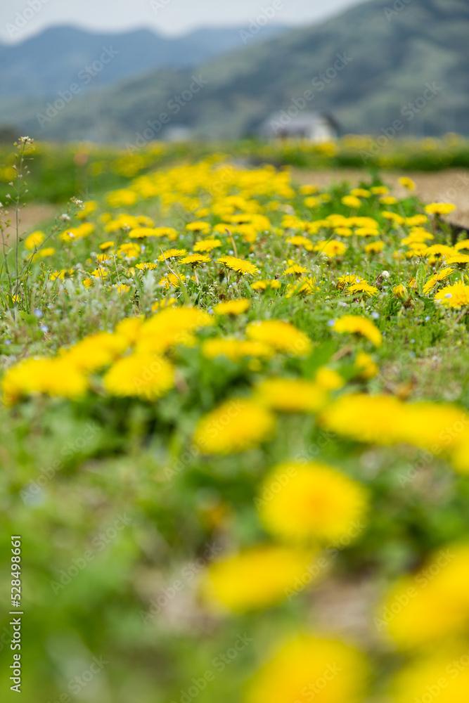 Obraz premium 春の田んぼのあぜ道に咲くたんぽぽの花