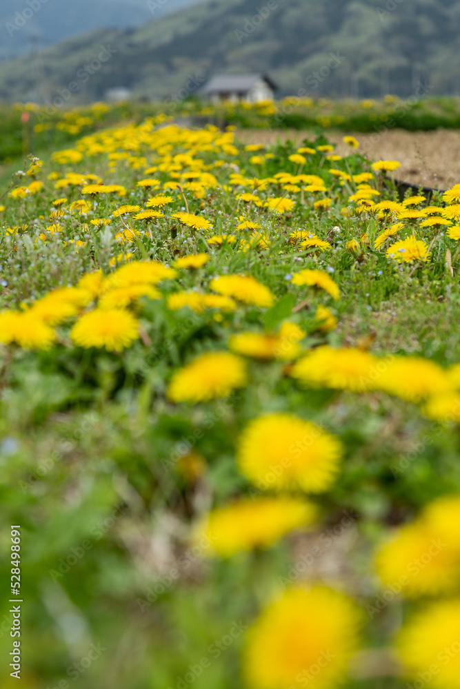 春の田んぼのあぜ道に咲くたんぽぽの花 春の田んぼのあぜ道に咲くたんぽぽの花