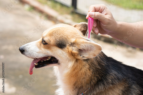 Close up a man applying tick and flea prevention treatment and medicine to his corgi dog or pet photo