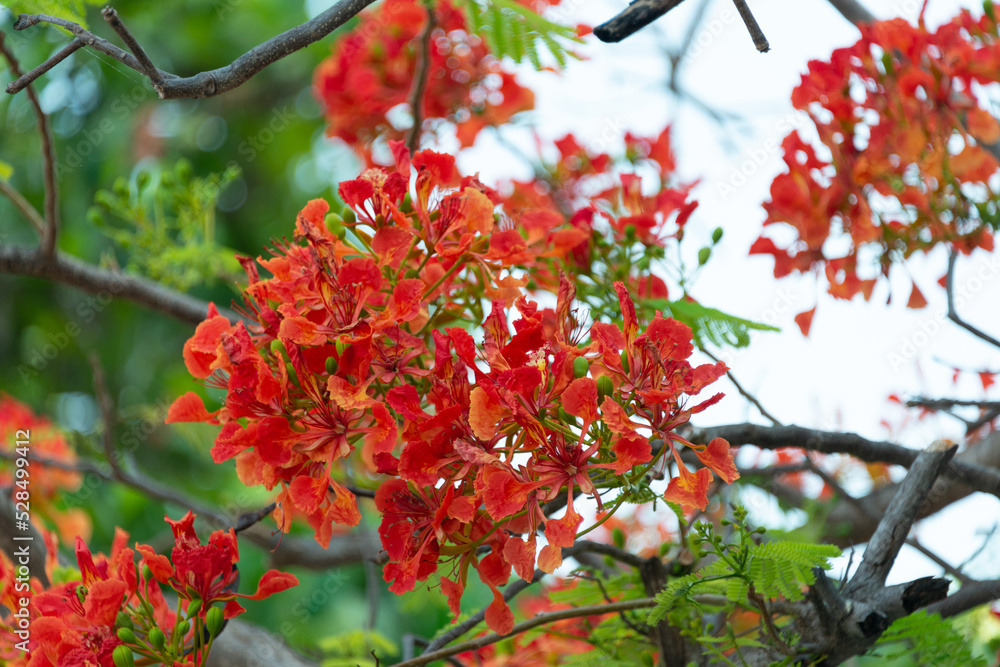 Royal Poinciana tree in bloom In Costa Rica Royal Poinciana tree in bloom In Costa Rica