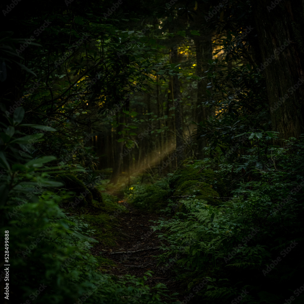 Fototapeta premium Shaft of Light Through Dark Forest