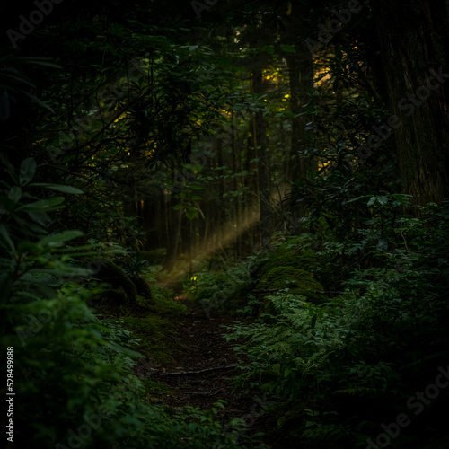 Shaft of Light Through Dark Forest © kellyvandellen