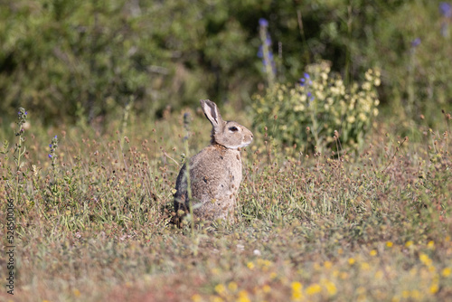 Wild rabbit in the grass © Johan