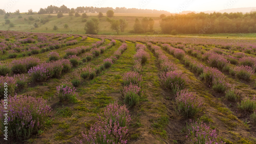 Lavender flower in the field panoramic view Lavender flower in the field panoramic view