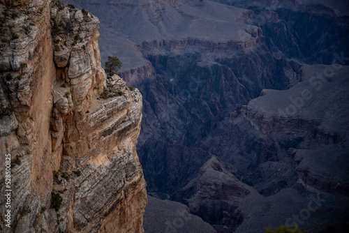 Small Tree Clings To The Edge Of A Small Cliff in The Grand Canyon