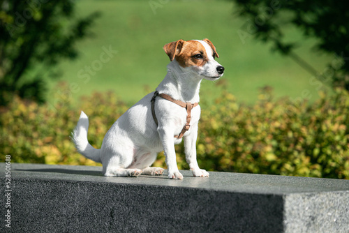 Fototapeta Naklejka Na Ścianę i Meble -  One active puppy of Jack Russell Terrier dog walking outdoors. Concept of action, animal life, vet, health, ad.